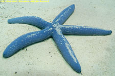 sea star